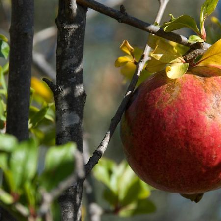 El Jardin De Los Suenos Rodalquilar Zewnętrze zdjęcie