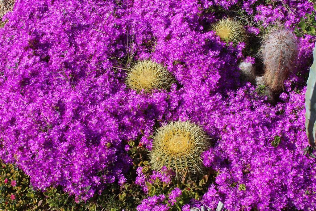 El Jardin De Los Suenos Rodalquilar Zewnętrze zdjęcie